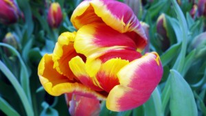 2012-04-20_13-01-52_619